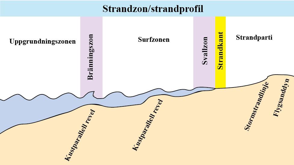 Fig. 2, Schematisk bild över strandzonen och de olika begrepp och zoner som definierats av Andréasson (2006) samt tillskott av min terminologi.