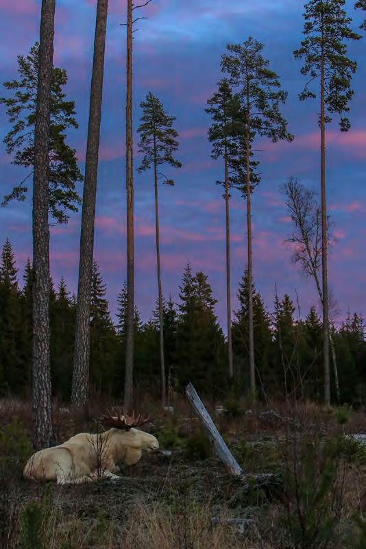 Bengt Persson-Naturfotograferna Arvika Diplom klass 3 - färgbild Enbild Bengt Persson-Jag tar kvällen nu Juryns