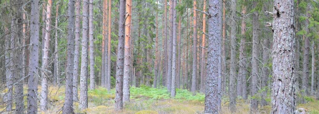 Virkesförrådet bedöms vid försäljningstillfället därför till ca 4 500 m3sk. Medelbonitet ca 7,5 m3sk/ha och år.