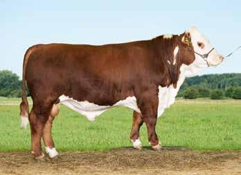 Nytt från köttraser Årets nya köttrastjurar Nu finns det doser att beställa av 3-7145 VB Devil (Hereford) och 3-7328 VB Norton (Limousin).