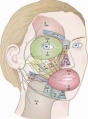 Man vet dock att skadan skett någonstans från kärnan i hjärnstammen till själva ansiktsnerven och inte i hjärnan som vid en central facialispares.