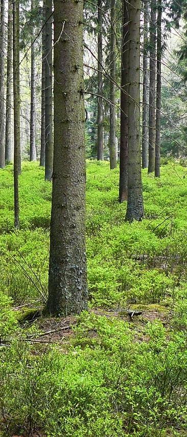 Bild: Luomusalonki De viktigaste ekologiska naturprodukterna är blåbär, lingon och björksav.