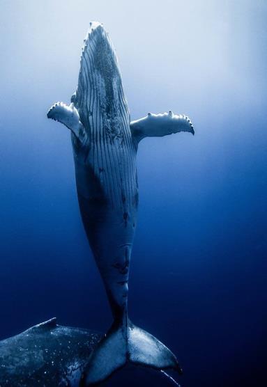 Fullvuxna blåvalar kan bli mellan 20 och 30 meter långa. Äter: Den lever främst av krill som är en sorts skaldjur. Ålder: En blåval kan bli 80-90 år gammal.