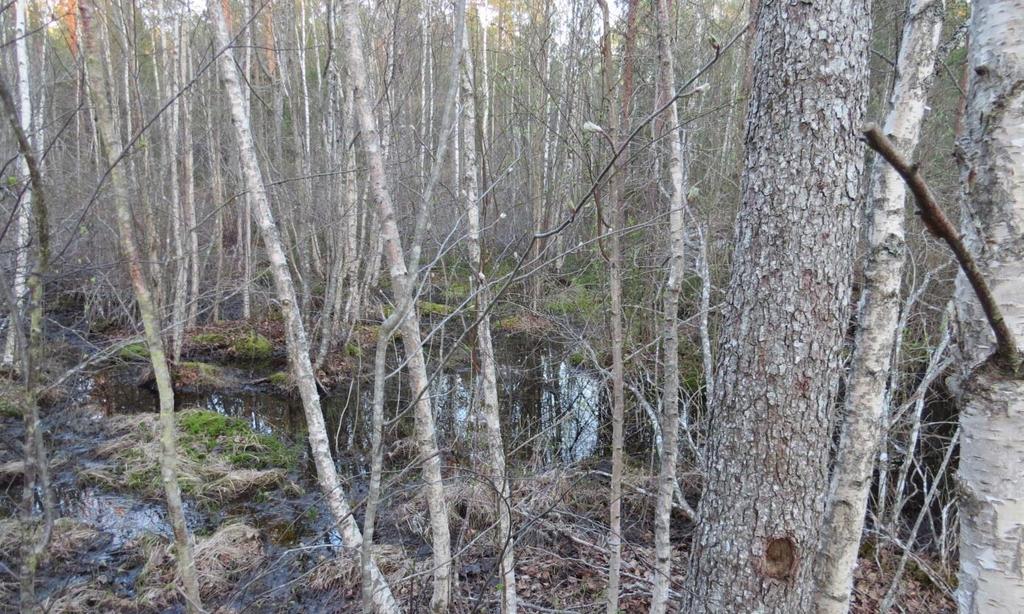 2. Lokal med större vattenspegel, wp 971. Bild 2. Större vattenspegel. Beskrivning En av de lite större vattenspeglarna i området, ca 20 x 7 m, ligger omgiven av skyddande vegetation.