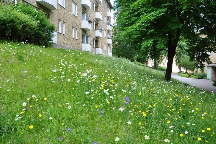 Sådd skedde i maj med fröblandningar för fjärilar och för normaläng från Pratensis AB tillsammans med pluggplantor. Pluggplantorna stödvattnades under första sommaren.