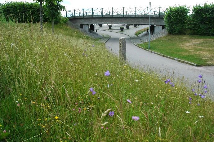 Ängen omges av stigar och cykelbanor vilket medför att den utsätts för visst slitage och plockning av blommor. Ängen slås under augusti månad och höet tas bort.