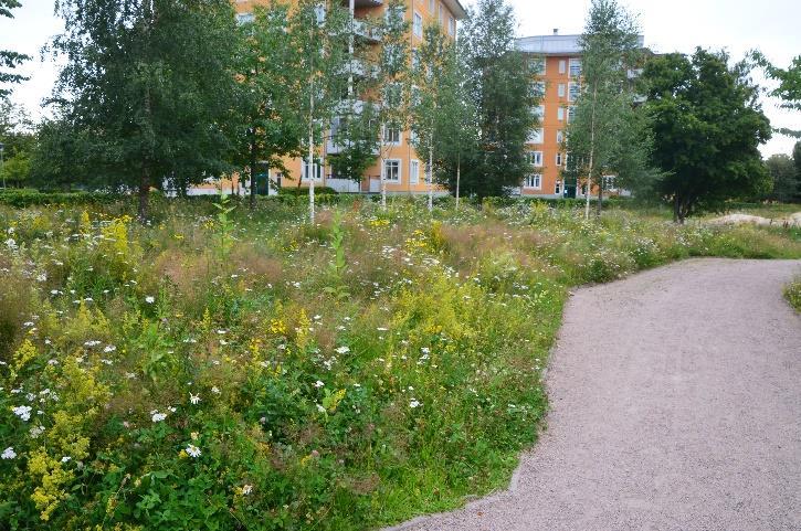 Den näringsfattiga slänten har sådd av framförallt käringtand Lotus corniculatus och tjärblomster Lychnis viscaria, med