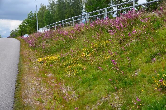 plantera in ängsörter, och möjligen rensa bort ogräs. Figur 28. Mager, blomrik vägslänt vid Biltema. 2014. Foto: Mats Runeson.