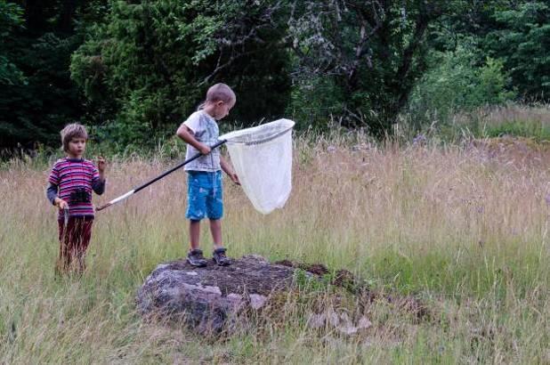 slås ett par gånger per året, och är därför både mer skonsamt och resurseffektivt.