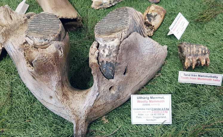 Övre bilden: Detaljstudie av några öländska trilobiter. Undre bilden: Praktfull underkäke från en fullvuxen mammut. Tänderna väger omkring 5 kg styck. Fyndplats Doggers Bankar i Nordsjön.