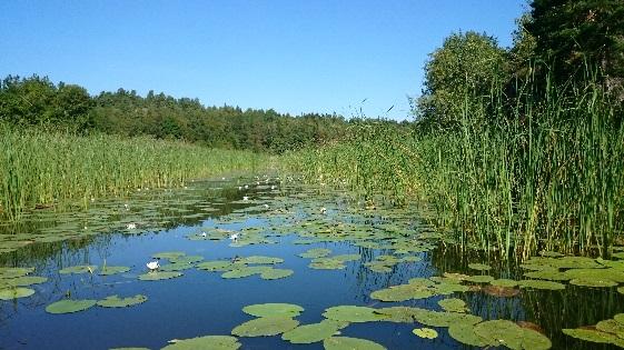 Med fem noterade arter var även mossfloran relativt artrik. Baserat på beräknad förekomstfrekvens var gul näckros och hornsärv de vanligast förekommande arterna.