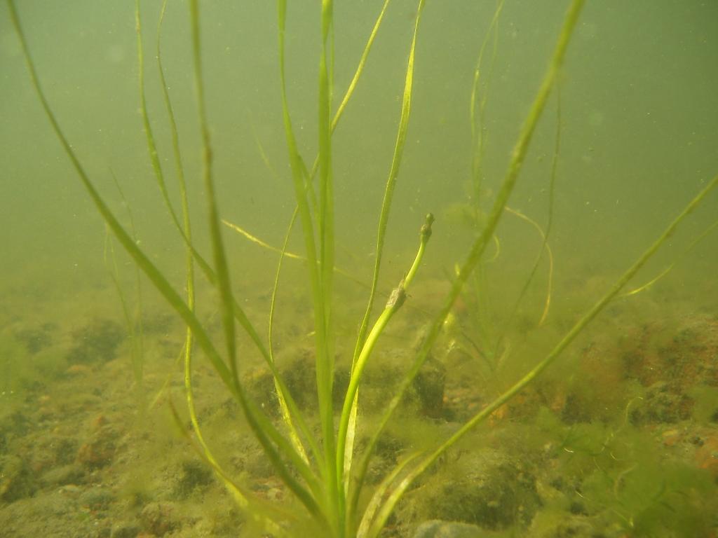 Småsvalting vid Gräsholmen Småsvalting (Alisma wahlenbergii) (Figur 10) är en undervattensväxt som är endemisk för Östersjöregionen där den förekommer i Mälaren, Bottenviken och Finska viken.