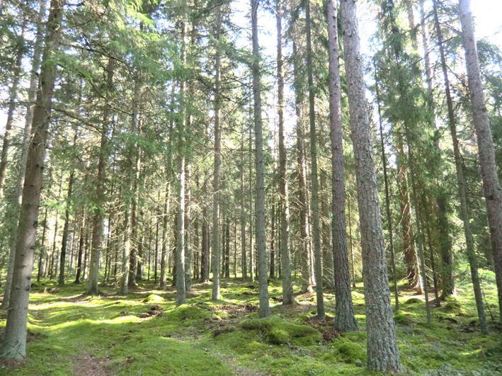 Enligt planen uppgår skogsmarken till 68 ha produktiv skogsmark med ett totalt virkesförråd om 16 500