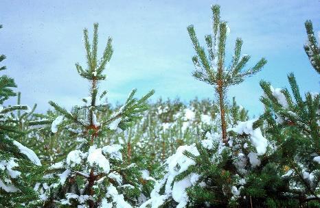 maj Resultat Vår Sommar Höst Vinter