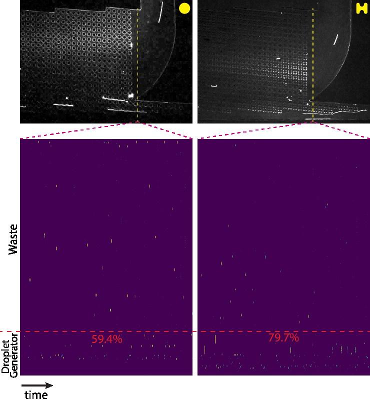 Supplementary Figure 3: A movie screen capture of DLD sorting of viability-stained cells using a device with circular (left) or I-shaped pillars (right).