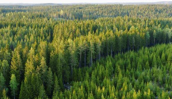 Tre prioriterade hållbarhetsmål Fossilfrihet Skogstillväxt
