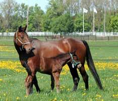 Dust Banker Hall Hingst 0/ Tekno Odin Faks Tindra M.