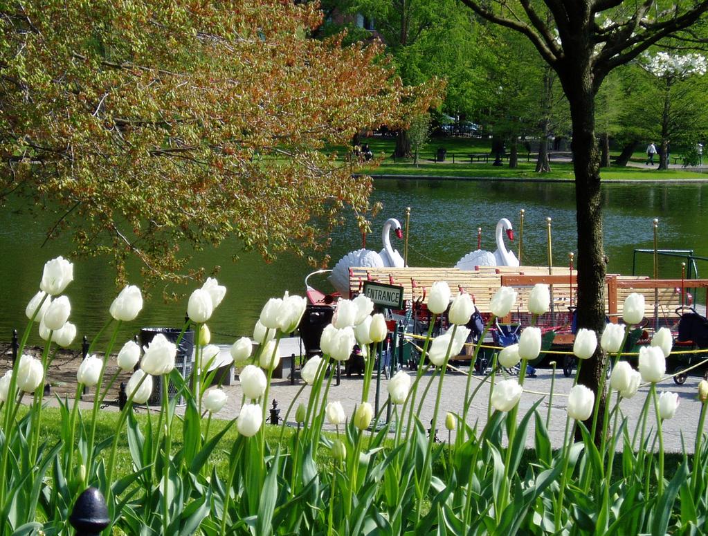 Spring // 2013 Swan Boats Public Garden Inside...»» Converse and Goodwin Procter extend a string of quarters containing major build-to-suit announcements.