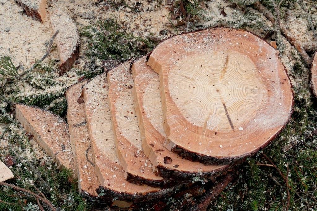 Trissor kapades till den sista trissan inte längre hade någon kapspricka och längden av kapsprickan uppskattades genom att summera trissornas tjocklek med tillägg för sågspåren (8 millimeter/spår),