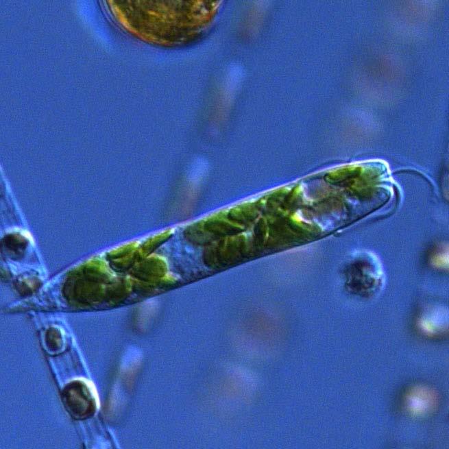 The diatom diversity was high with many species of typical spring bloomers like the Chaetoceros and Thalassioria genera.