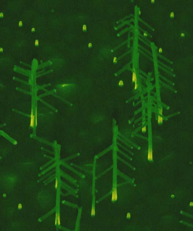 A forest of nanotrees with multiply seeded trunks, branches and leaves, with the entire tree being single-crystalline and monolithic.