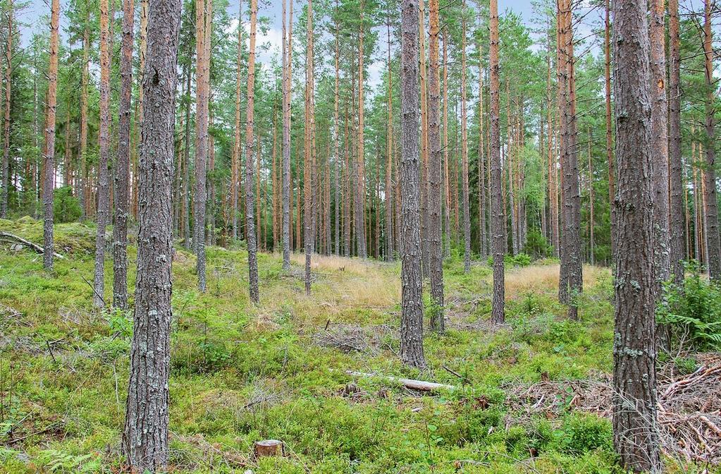 GÅRD I HEBY - DJURKARSBO 3: PRIS OBJEKTTYP AREAL 7 800 000 kr eller högstbjudande Skog och åker 2,9283 ha ANTAL SKIFTEN Välskött