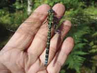 Trollsländor tillhör ordningen Odonata som utgörs av underordningarna Anisoptera (Egentliga trollsländor) och Zygoptera (Flick- och Jungfrusländor).