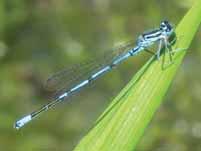 Aktiv flygförmåga har uppstått fyra gånger under evolutionen: hos flygödlor (utdöda), insekter, fåglar och fladdermöss.