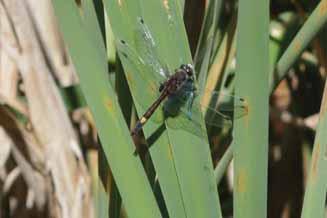 En hane av citronfläckad kärrtrollslända äter en ljus flickslända En hane av Tegelröd ängstrollslända har fångat och ätit en buksimmare (Coenagrion puella). Mulletjärnen 2018-06-12. (Hesperocorixa cf.