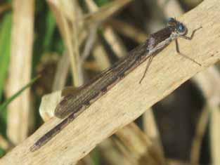 2. Vinterflickslända (Sympecma fusca) Danska: Vintervandnymfe Finska: Lännenkirsikorento Norska: - Engelska: Common winter damsel Tyska: Gemeine Winterlibelle