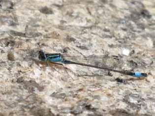 9. Större kustflickslända (Ischnura elegans) Danska: Stor farvevandnymfe Finska: Hoikkatytönkorento Norska: Kystvannymfe Engelska: Common bluetail Tyska: Grosse Pechlibelle Fynd på Lidingö Svensk