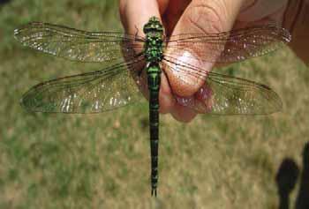 10. Blågrön mosaikslända (Aeshna cyanea) Danska: Blå mosaikguldsmed Finska: Kirjoukonkorento Norska: Blågrönn öyenstikker Engelska: Blue hawker Tyska: Blaugrüne Mosaikjungfer Fynd på Lidingö och