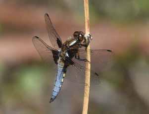 Vingbasfläckarna är störst och tydligast på bakvingarna. Båda könen är lika till utseendet med främre delen av bakkroppen brun till gul men hanen har utsvängda analbihang.