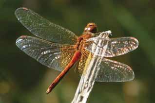 27. Gulfläckad ängstrollslända (Sympetrum flaveolum) Danska: Gulvinget hedelibel Finska: Elokorento Norska: Gulvinget höstlibelle Engelska: Yellow-winged darter Tyska: Gefleckte