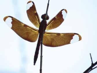 The Dragonfly Today I saw the dragon-fly Come from the wells where he did lie. An inner impulse rent the veil Of his old husk: from head to tail Came out clear plates of sapphire mail.