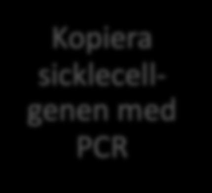 sicklecellgenen med PCR Klippa i