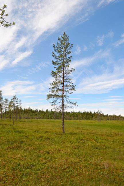 Fastigheten gränsar i norr mot sjön Sagdan och i söder till Sågbäcken. Skogsmarken är lättillgänglig då det byggts skogsbilväg under senare år.