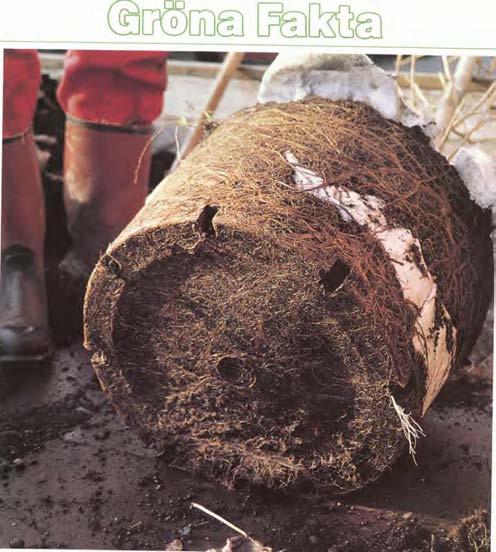 Med hjälp av geotextil kan avloppsledningar och andra tekniska konstruktioner skyddas mot inträngande rötter.