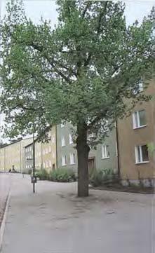 svårare att växa under rotspärren. När man fyller igen schaktet så är det viktigt att rotspärren når en bit ovanför markytan. Annars är risken väldigt stor att rötterna växer över rotspärren.