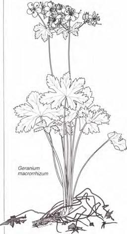 Geranium macrorrhizum med sträckningen av plantan. Sorten 'Sonnengold' har mer klargula blomsamlingar. Geranium macrorrhizum flocknäva 20-40 cm jun aug 0-9 c/c40 En av de mest användbara perennerna.