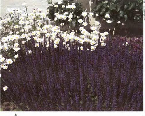 Salvia nemorosa stäppsalvia 40-70 cm jun sep Soliga lägen på väldränerade kalkhaltiga jordar. Förökas genom sådd, delning och sticklingar. Kryddväxt och fjärilsblomma.