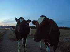 Även om försök 2, 3 och 4 hade likartad uppläggning med 6 kg ts ensilage till korna i produktionsbetesgruppen men med olika betestider så bör man vara lite försiktig med jämförelser mellan Kor på väg