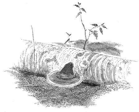Då aspens bark håller ett högt ph-värde föredrar många lavar att slå sig ner på dess stammar, bland annat den färggranna vägglaven. Den rödlistade aspgelélaven är direkt knuten till aspträdet.
