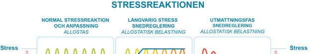 Stressreaktionen Exempel på symtom vid utmattning Fysiska Sömnproblem Huvudvärk Magproblem Infektioner Allvarliga sjukdomar Olycksfall Intellektuella Koncentrationsproblem Glömska Registrerar inte