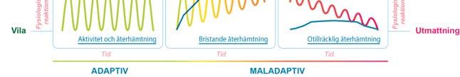 Den optimala stressreaktionen karaktäriseras av en snabb återgång till vila, vilket ger ett starkt skydd mot stressrelaterade sjukdomar. Emotionella Försvaren blir rigida = känslokyla.