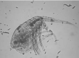 Limnocalanus macrurus (hoppkräfta och ishavsrelikt) noterades i de djupa, kalla och klarare bassängerna i öster medan