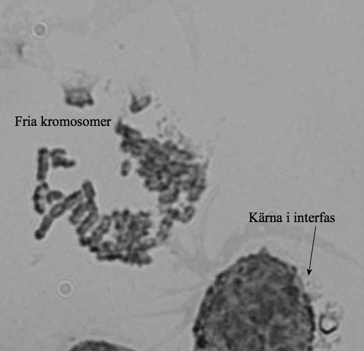 3.2 G-bandsfärgning Enbart cellkärnor, kromosomer i interfas, syntes vid G-bandsfärgningen av HCMEC odlade till 60 % konfluens, vilket tyder på att cellerna befann sig i fel cellcykel-fas eller att