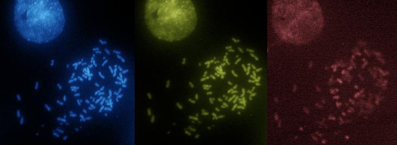 Bredvid den infogade skalan ses en blå kromosom med längden 10 μm. VMM1-cellernas infärgning med DAPI visade kärna i interfas samt fria kromosomer från celler i proliferationsstadiet metafas.