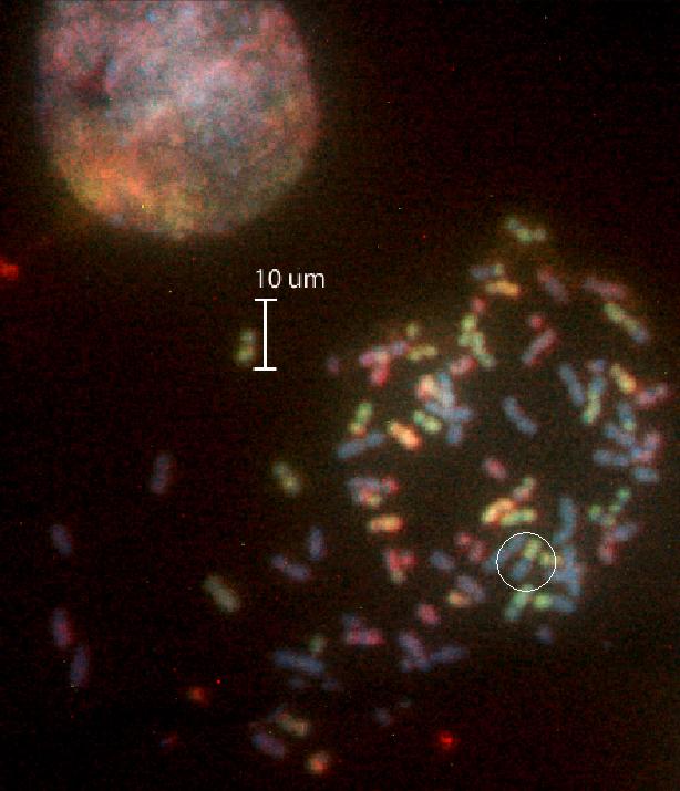 representativ bild ifrån de olika kanalerna (från vänster) för blå/aqua-, grön och röd fluorescens med 60X-objektivet. En interfascell ses i vänstra övre hörnet och fria kromosomer i mitten av bilden.