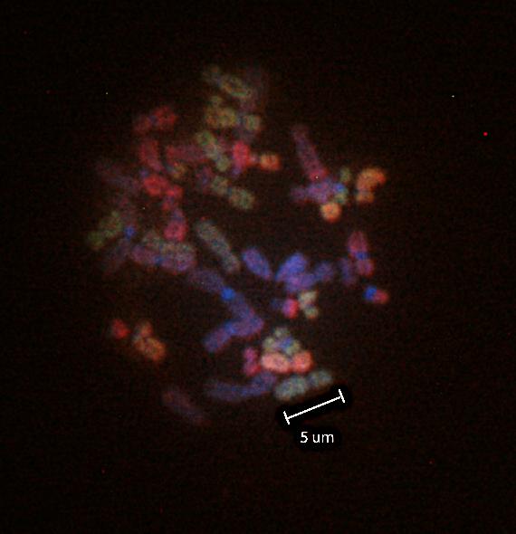 24Xcyte-proberna med olika fluorescenser ses ha bundit in till olika delar/olika kromosomer. Skalan visar att kromosomen inmärkt med grön/blå fluorescens uppskattningsvis är 5 μm. 4.